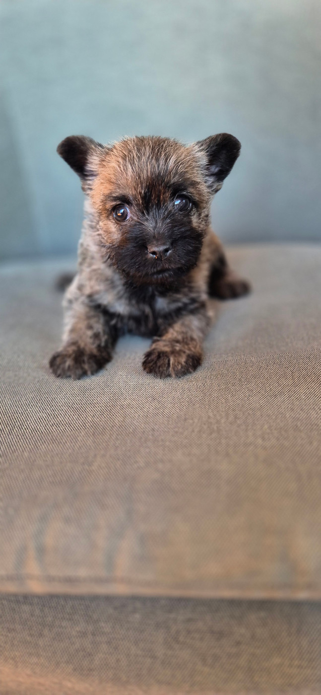 Chiot N°3 - Cairn Terrier