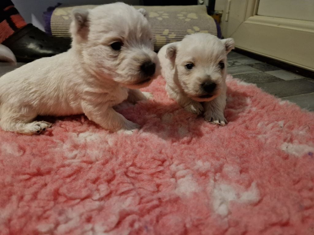 CHIOT 5 - West Highland White Terrier