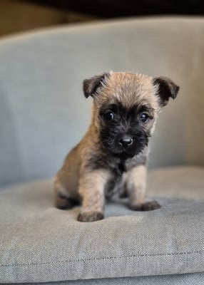 Les chiots de Cairn Terrier