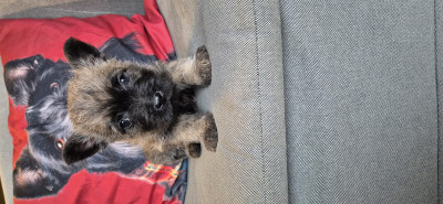 Les chiots de Cairn Terrier