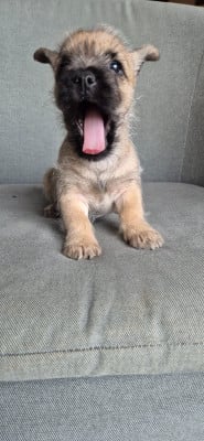 Les chiots de Cairn Terrier