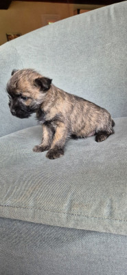 Les chiots de Cairn Terrier