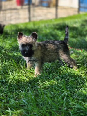 Les chiots de Cairn Terrier