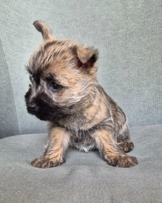 Les chiots de Cairn Terrier