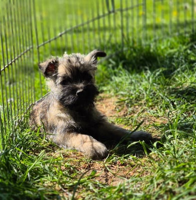 Les chiots de Cairn Terrier