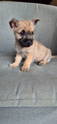 Les chiots de Cairn Terrier