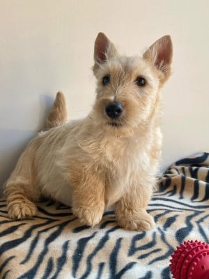 Les chiots de Scottish Terrier