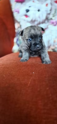 CHIOT 1 - Cairn Terrier
