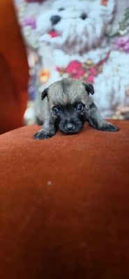 CHIOT 2 - Cairn Terrier