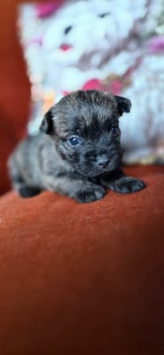 CHIOT 6 - Cairn Terrier