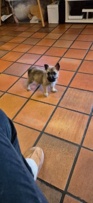 Les chiots de Cairn Terrier