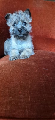 Les chiots de Cairn Terrier