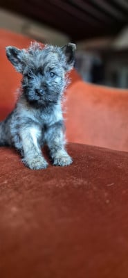 Les chiots de Cairn Terrier