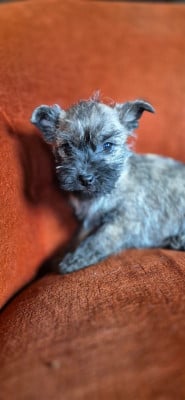 Les chiots de Cairn Terrier