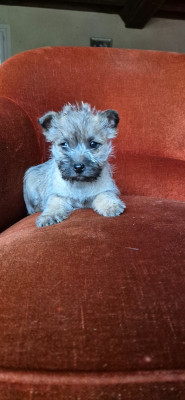 Les chiots de Cairn Terrier