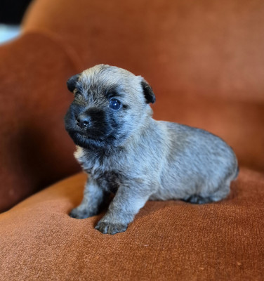 Les chiots de Cairn Terrier
