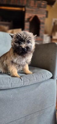 Les chiots de Cairn Terrier