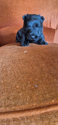 Chiot N°1 - Scottish Terrier