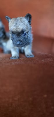 Les chiots de Cairn Terrier