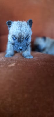 Les chiots de Cairn Terrier