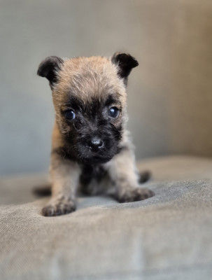Les chiots de Cairn Terrier