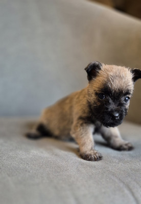 Les chiots de Cairn Terrier