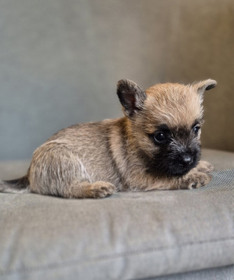 Les chiots de Cairn Terrier