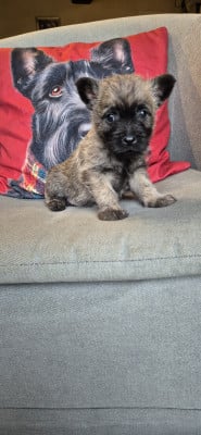 Les chiots de Cairn Terrier