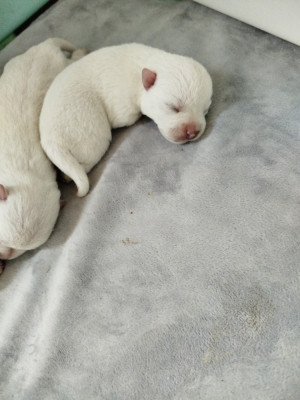Les chiots de West Highland White Terrier