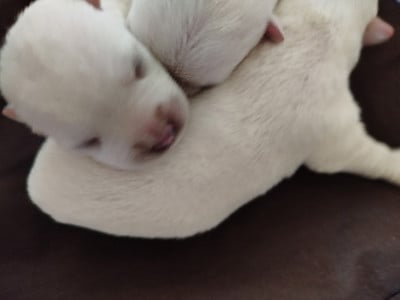 Les chiots de West Highland White Terrier