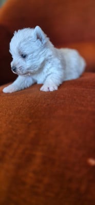 Les chiots de West Highland White Terrier