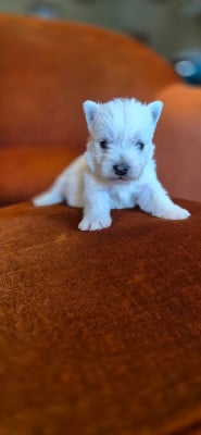 Les chiots de West Highland White Terrier