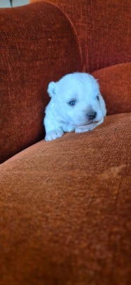 Les chiots de West Highland White Terrier