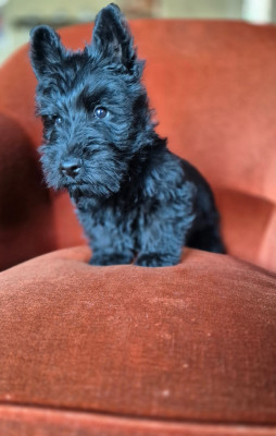Les chiots de Scottish Terrier