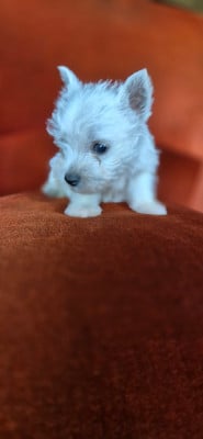 Les chiots de West Highland White Terrier