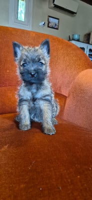 Les chiots de Cairn Terrier