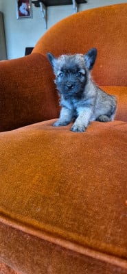 Les chiots de Cairn Terrier