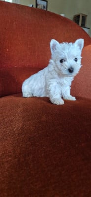Les chiots de West Highland White Terrier