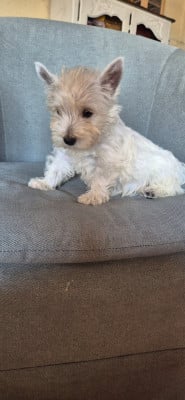 Les chiots de West Highland White Terrier