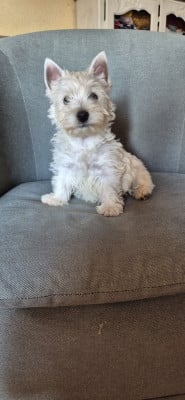 Les chiots de West Highland White Terrier