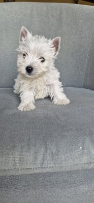 Les chiots de West Highland White Terrier