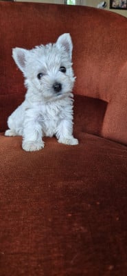 Les chiots de West Highland White Terrier