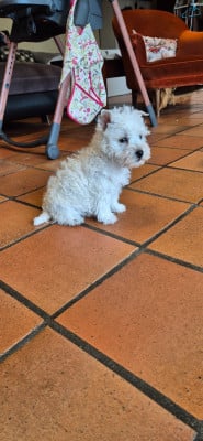 Les chiots de West Highland White Terrier