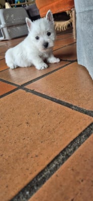 Les chiots de West Highland White Terrier