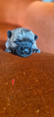 Les chiots de Cairn Terrier