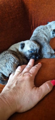 Les chiots de Cairn Terrier