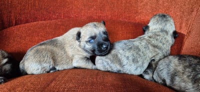 Les chiots de Cairn Terrier