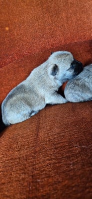 Les chiots de Cairn Terrier