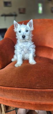 Les chiots de West Highland White Terrier