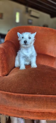 Les chiots de West Highland White Terrier